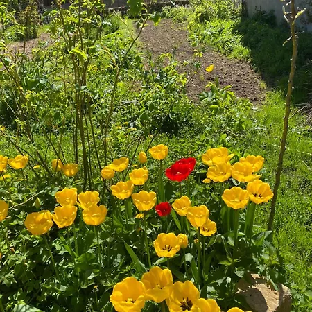 De La Condamine Roquefeuil